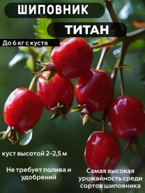 Шиповник Титан саженец