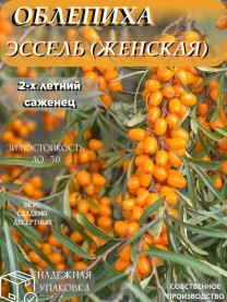Облепиха Эссель