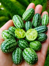 Арбузный огурец Мелотрия, Семена, 20 шт