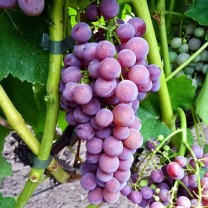 Виноград Кишмиш Эйнсет Сидлис