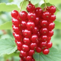 Смородина красная